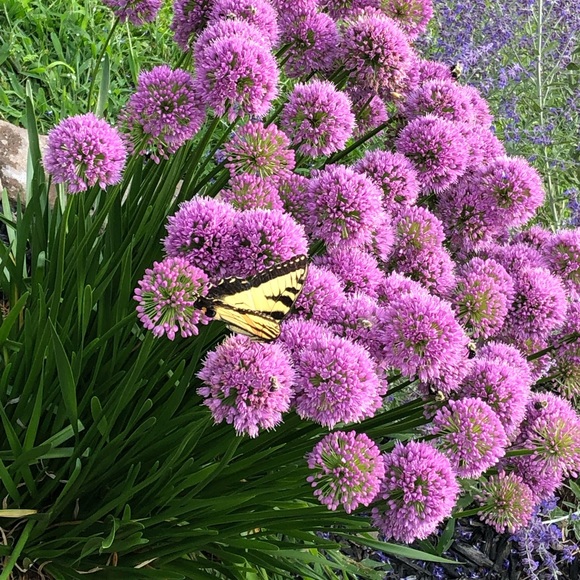 Meet your Posher, Hannah - Picture 1 of 1